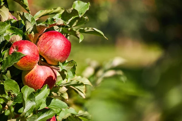 吊在一根树枝，在苹果的闪亮美味苹果或 — 图库照片