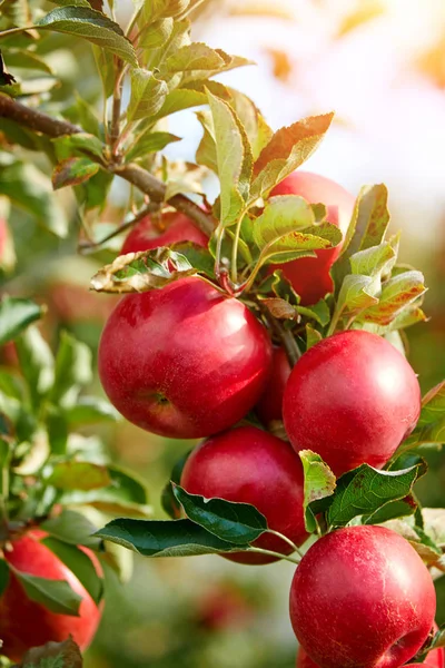 Glänsande läckra äpplen som hänger från en gren i ett äpple eller — Stockfoto