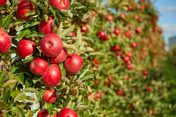 Glänsande läckra äpplen som hänger från en gren i ett äpple eller — Stockfoto