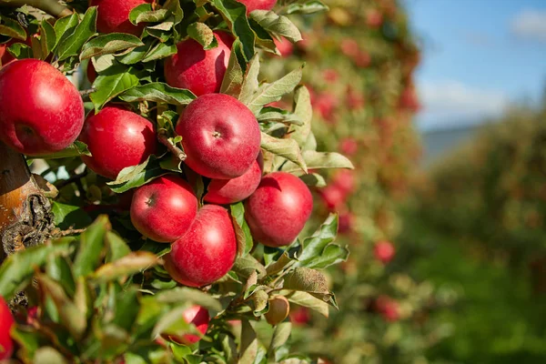 Блестящие вкусные яблоки висят на ветке дерева в яблоке или — стоковое фото