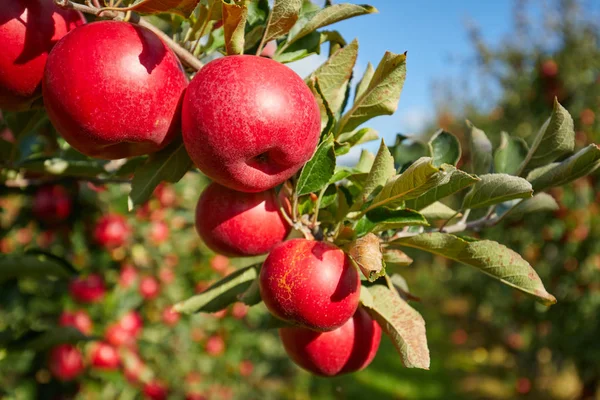 Błyszczący pyszne jabłka, zwisające z gałęzi drzewa jabłko lub — Zdjęcie stockowe