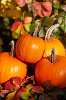 Kabak, mısır koçanları ve ahşap b yaprakları ile Sonbahar natürmort