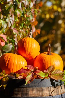 Kabak, mısır koçanları ve ahşap b yaprakları ile Sonbahar natürmort
