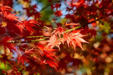düşen yaprakları ile güzel bir sonbahar arka plan.