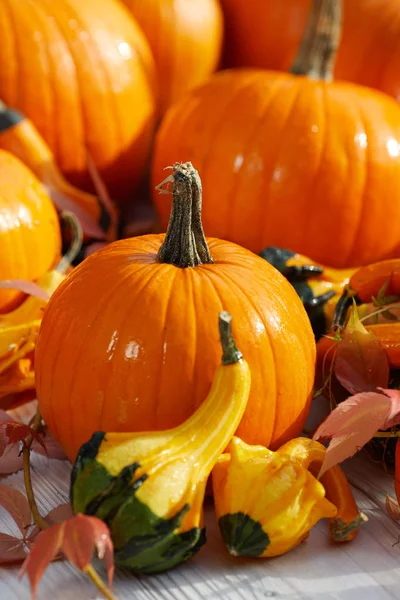 Bodegón de otoño con calabazas, mazorcas de maíz y hojas en madera b — Foto de Stock