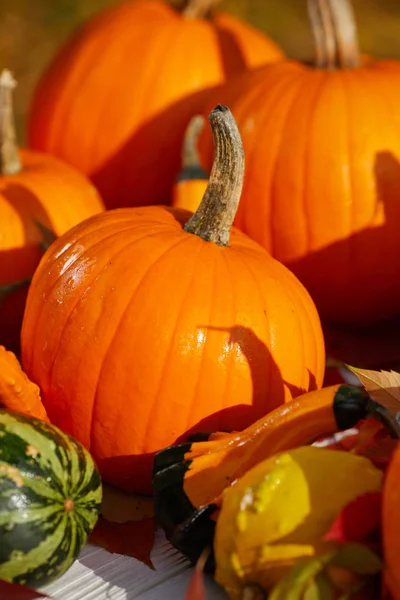 Bodegón de otoño con calabazas, mazorcas de maíz y hojas en madera b — Foto de Stock