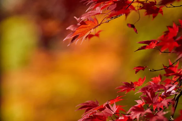 Düşen yaprakları ile güzel bir sonbahar arka plan. — Stok fotoğraf