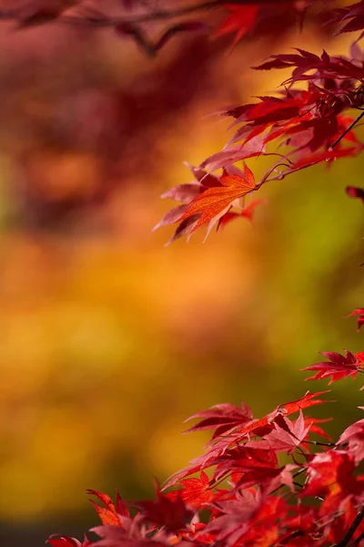 Ein schöner Herbsthintergrund mit fallenden Blättern. — Stockfoto
