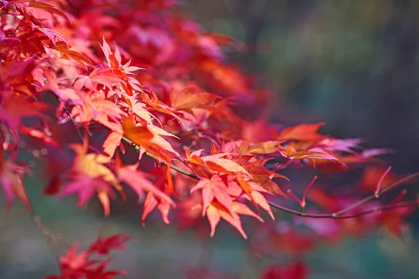 Een mooie herfst achtergrond met vallende bladeren. — Stockfoto