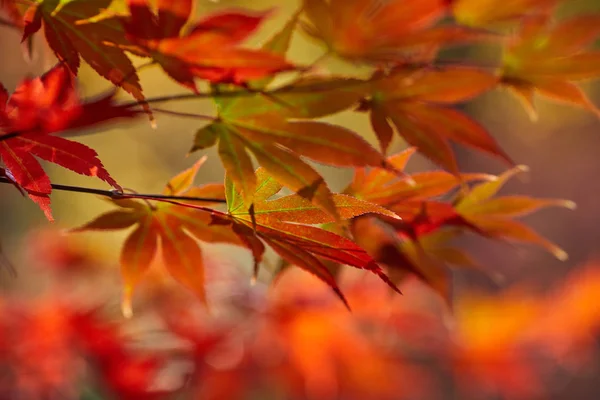 Een mooie herfst achtergrond met vallende bladeren. — Stockfoto