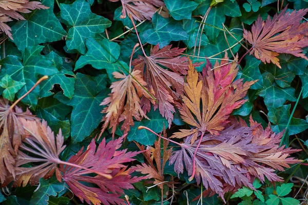 Красивый осенний фон с опадающими листьями . — стоковое фото