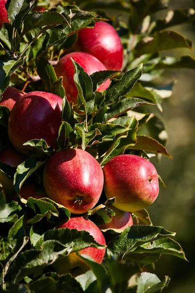 Glanzende heerlijke appels opknoping van een vertakking van de beslissingsstructuur in een appel of — Stockfoto