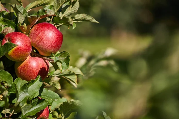 Brillanti deliziose mele appese a un ramo d'albero in una mela o — Foto Stock