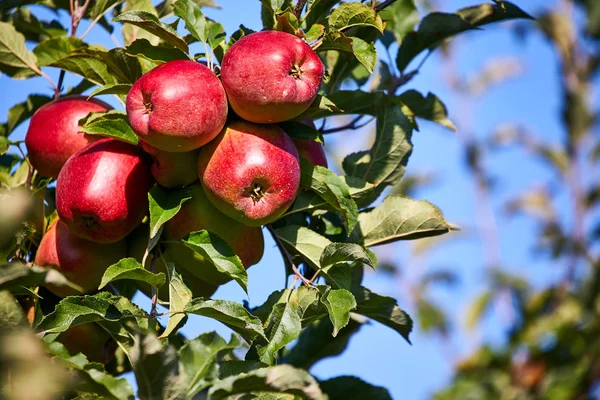 빛나는 맛 있는 사과 사과에 나뭇가지에서 걸려 또는 — 스톡 사진