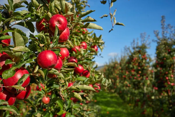 Lesklé jablka visící z větve stromu v apple nebo — Stock fotografie