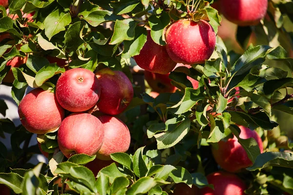 Pommes brillantes délicieuses suspendues à une branche d'arbre dans une pomme ou — Photo