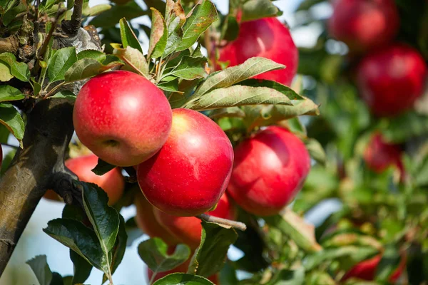 Manzanas deliciosas brillantes colgando de una rama de árbol en una manzana o —  Fotos de Stock
