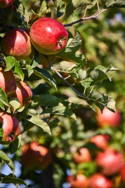 Meyve Bahçesinde Olgun Elmalar resmi hasat için hazır,Sabah