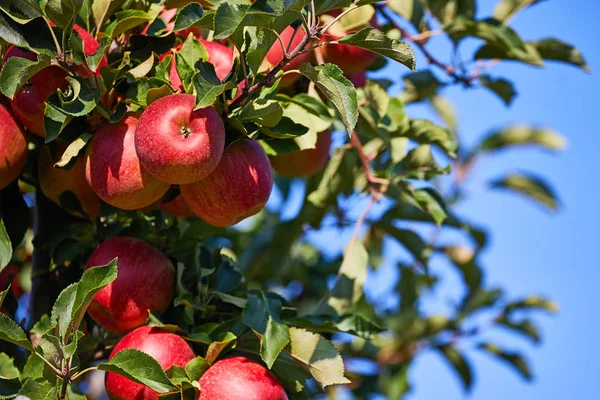 Imagen de Manzanas maduras en huerto listas para cosechar, Mañana —  Fotos de Stock