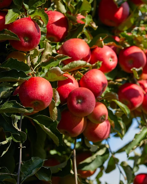 Foto van een rijpe appels in boomgaard klaar om te oogsten, ochtend — Stockfoto