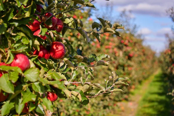 Imagem de uma maçã madura em pomar pronto para colheita, Manhã — Fotografia de Stock
