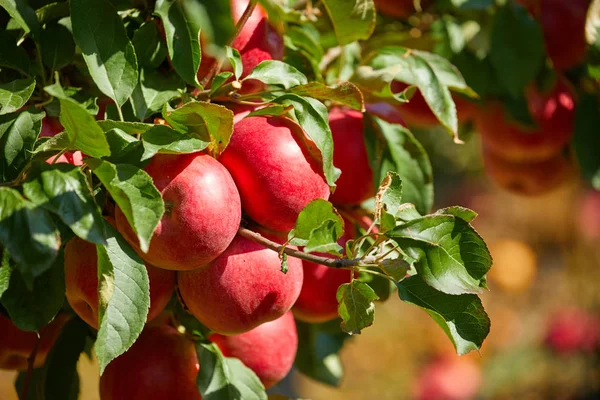 Imagen de Manzanas maduras en huerto listas para cosechar, Mañana — Foto de Stock