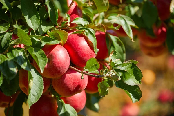 Immagine di Mele mature in Frutteto pronte per la raccolta, Mattina — Foto Stock