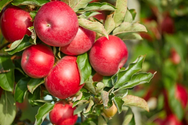 Imagem de uma maçã madura em pomar pronto para colheita, Manhã — Fotografia de Stock