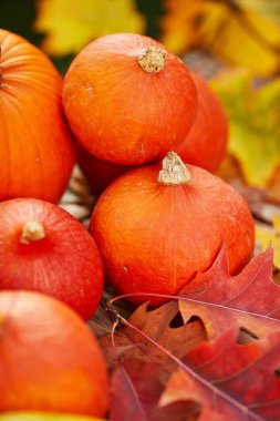 Balkabakları arka planda. sonbahar konsepti
