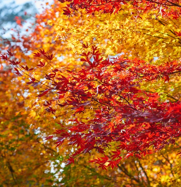 Podzimní listí pozadí, velmi mělké zaměření — Stock fotografie