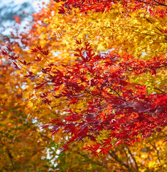 Hojas de otoño de fondo, enfoque muy superficial — Foto de Stock