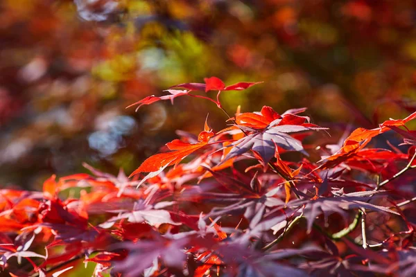 Осенние листья фона, очень поверхностный фокус — стоковое фото
