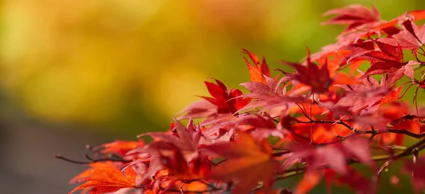 Autumn leaves background, very shallow focus — Stock Photo, Image