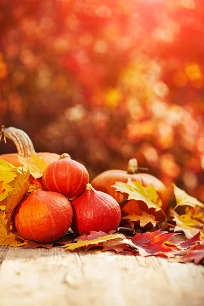 Autumn decor from pumpkins, berries and leaves on a white  woode — Stock Photo, Image