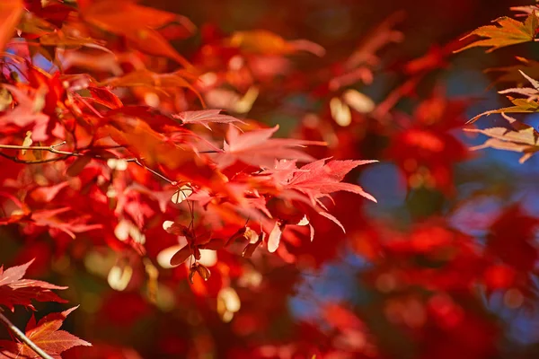 Arka plan, çok sığ odak sonbahar yaprakları — Stok fotoğraf