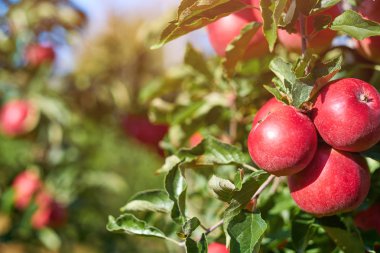 Meyve Bahçesinde Olgun Elmalar resmi hasat için hazır,Sabah