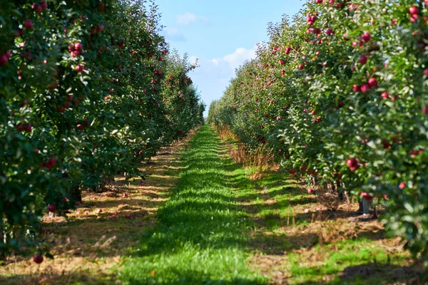 Obraz dojrzałych jabłek w Orchard gotowych do zbiorów, Morning — Zdjęcie stockowe