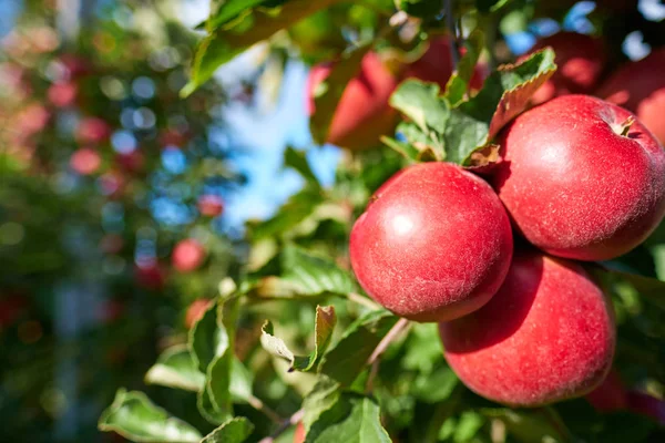 Imagen de Manzanas maduras en huerto listas para cosechar, Mañana —  Fotos de Stock