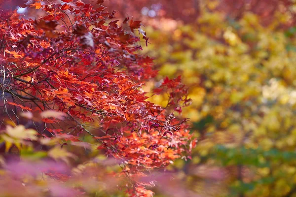 Otoño coloridas hojas brillantes balanceándose sobre un roble en otoño —  Fotos de Stock