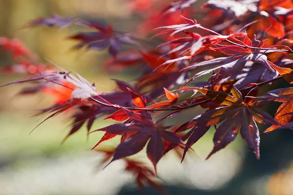 Herbst bunte helle Blätter schwingen an einer Eiche im Herbst — Stockfoto