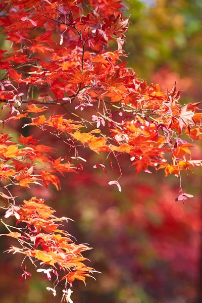Sonbahar renkli parlak yapraklar sonbaharda bir meşe ağacında sallanıyor. — Stok fotoğraf