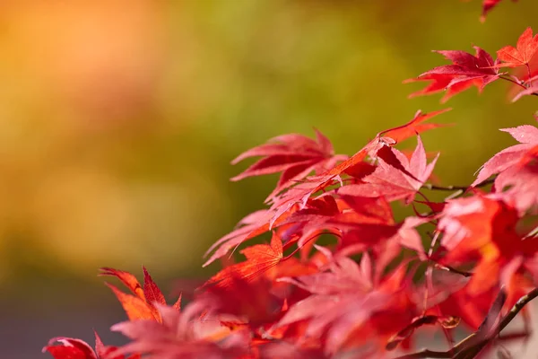 Hösten färgglada ljusa blad svingar på en ek i höst — Stockfoto