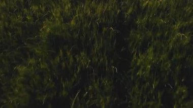 Tuscany kırsal dolambaçlı yol bahar sezonu - İtalya şaşırtıcı havadan görünümü.