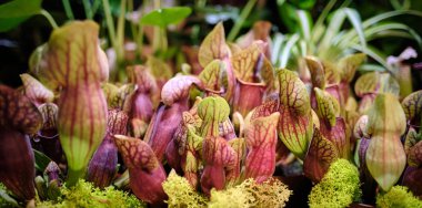 Sarracenia leucophylla, also known as the crimson pitcherplant,  clipart
