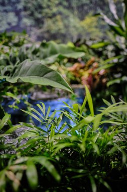 tropikal orman akarsu.