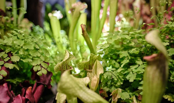 Sarracenia leucophylla, également connue sous le nom de pitcherplant pourpre , — Photo