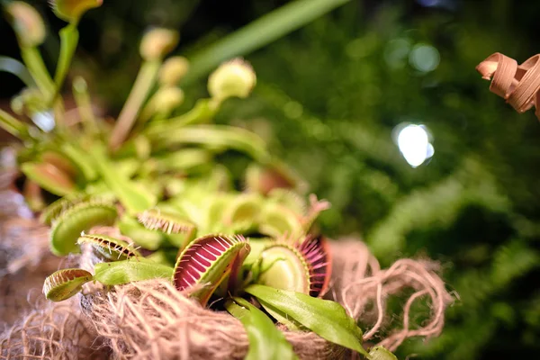 디오니 아모 시풀라 와 맛있는 메뚜기 — 스톡 사진