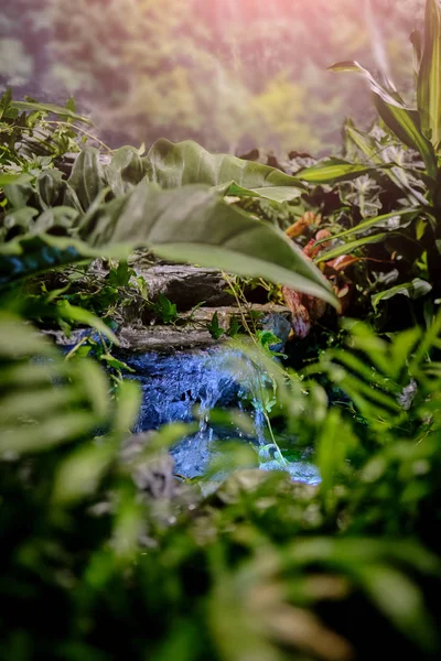 Stream di hutan tropis . — Stok Foto