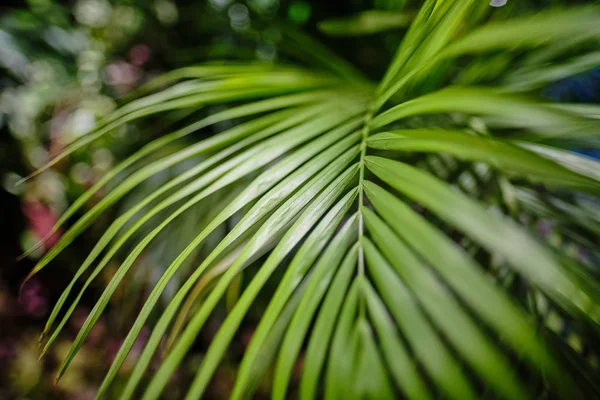 Hojas verdes de la planta Monstera creciendo en estado salvaje, el tropical para — Foto de Stock