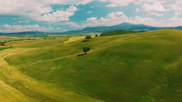 Aerial Video Amazing Vineyards Landscape Drone Vineyards Beautiful Day — Stock Video